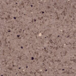 homogeneous flooring 0101 thumbnail